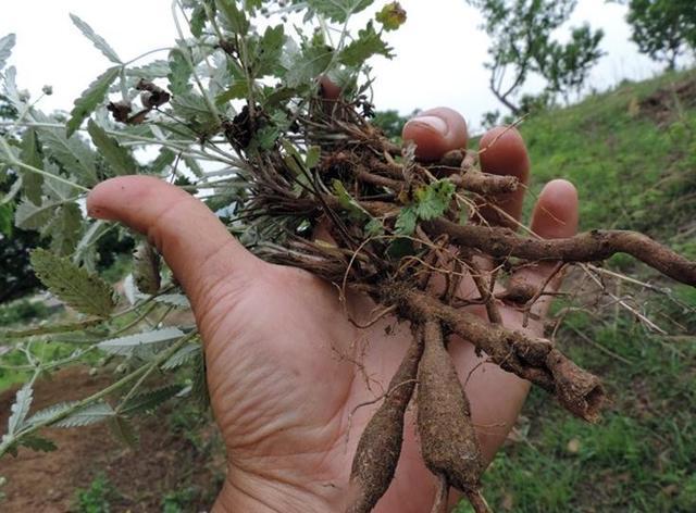 它的中药名叫管仲这种草药你见过