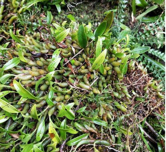 这种草药在深山石壁上才能采到不仅能入药还能清肺润燥以止咳