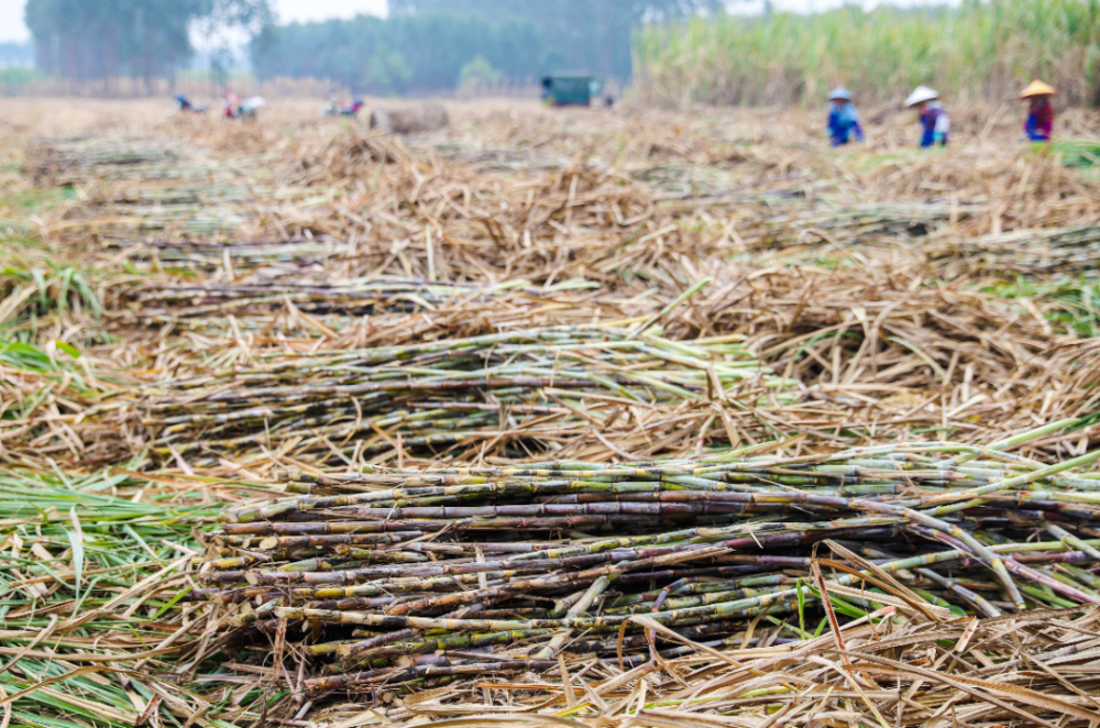 专业户种植,农户自己种植等模式,规模化发展种植甘蔗,每年有600多万元