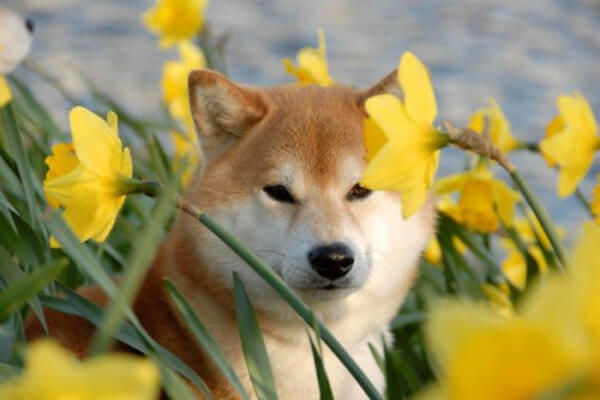 每一地区都有三个主要系统,如"山阴柴犬","信州柴犬"和"美浓柴犬"