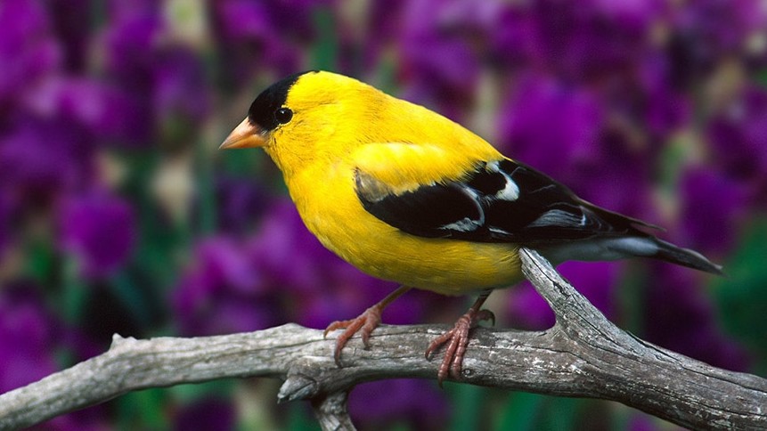 今曰生肖运势排行榜一_每日运势2022年(1月5日)十二生肖运势排行榜