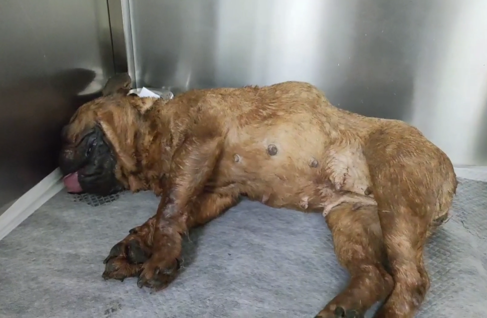 6只被当成繁殖犬的斗牛犬 一生不停地繁殖 最后的命运却让人心疼 腾讯新闻