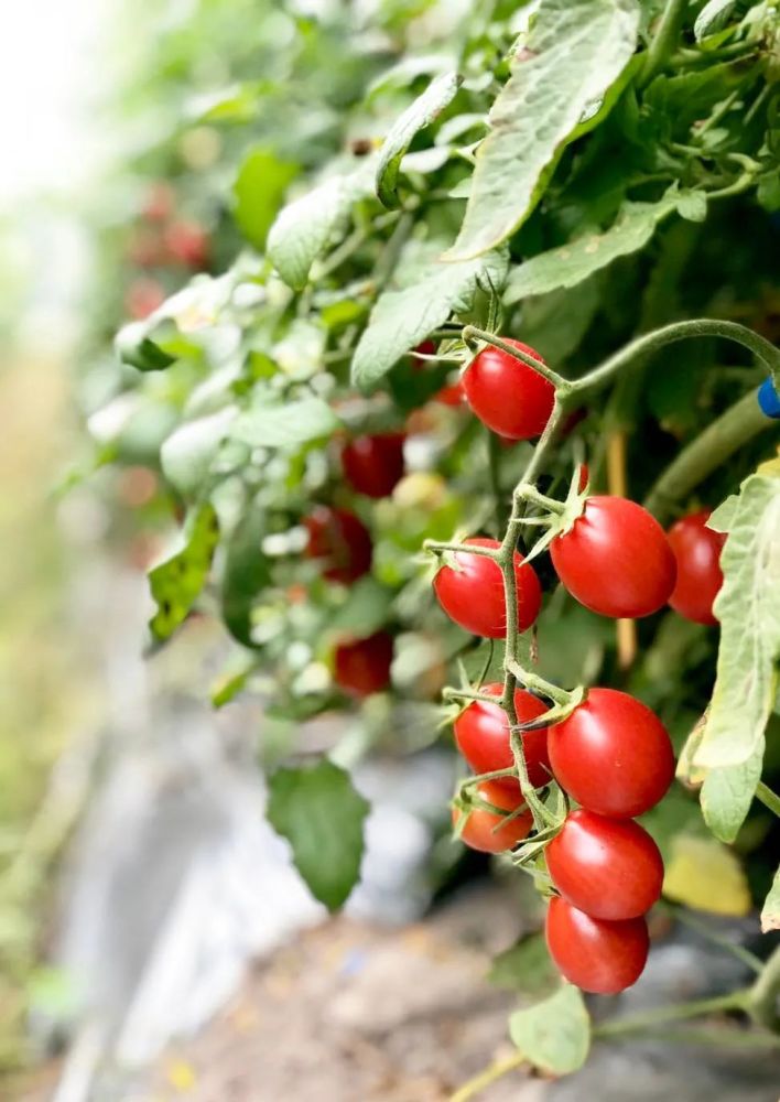 会爆浆的千禧圣女果8分甜2分酸满满维c边吃边养肤