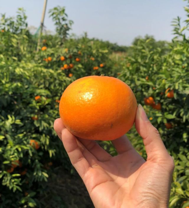 沃柑属于以色列的进口品种,是坦普尔桔橙与丹西红桔的优质杂交,但2004