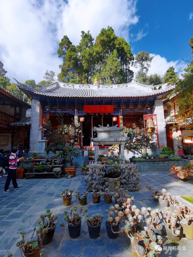 大理苍山寂照庵,一花一草一世界