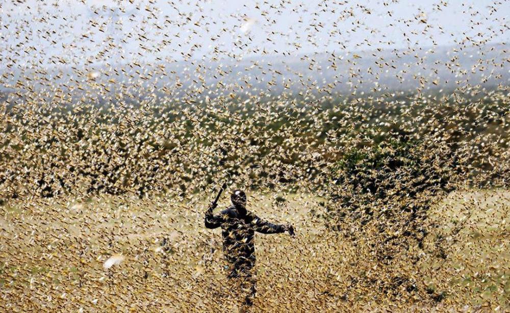 索马里,巴基斯坦以及印度可怕的蝗虫群每天能飞跃150公里,这场蝗灾