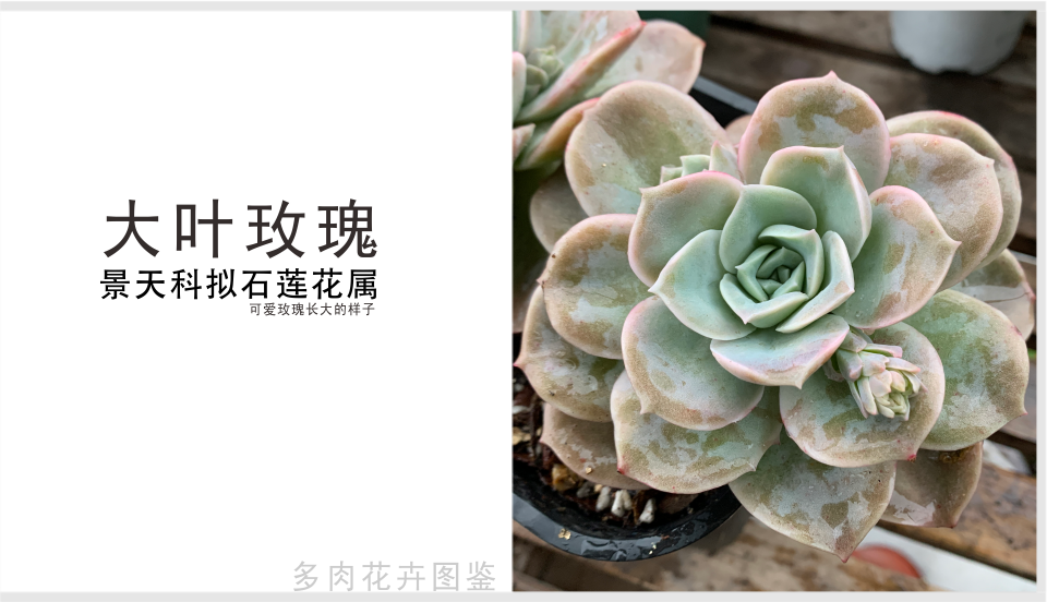 大叶玫瑰 景天科拟石莲花属多肉植物 易群生形成老桩 可爱玫瑰大型版 腾讯新闻