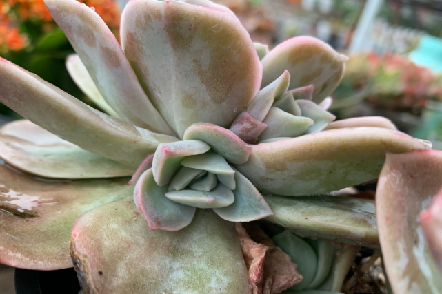 大叶玫瑰景天科拟石莲花属多肉植物易群生形成老桩可爱玫瑰大型版