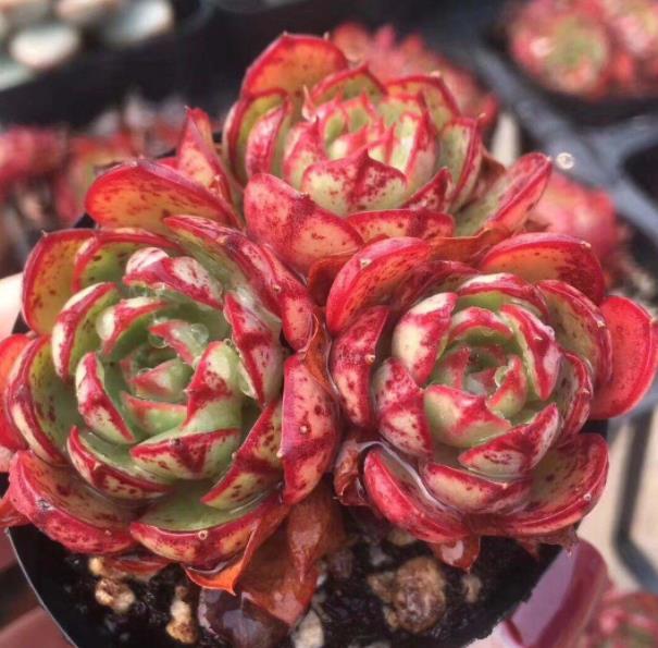 看上去很丑,出状态后美不胜收的多肉央金,值得养一盆