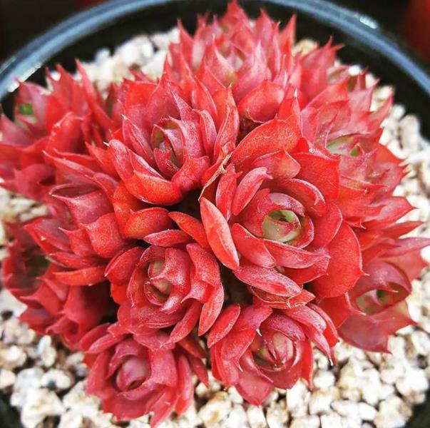 看上去很丑,出状态后美不胜收的多肉央金,值得养一盆