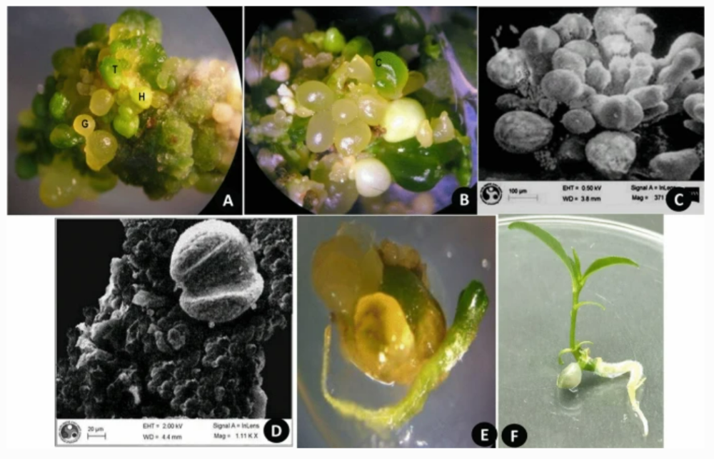 茶树雄性单倍体植株及其代谢物的测定