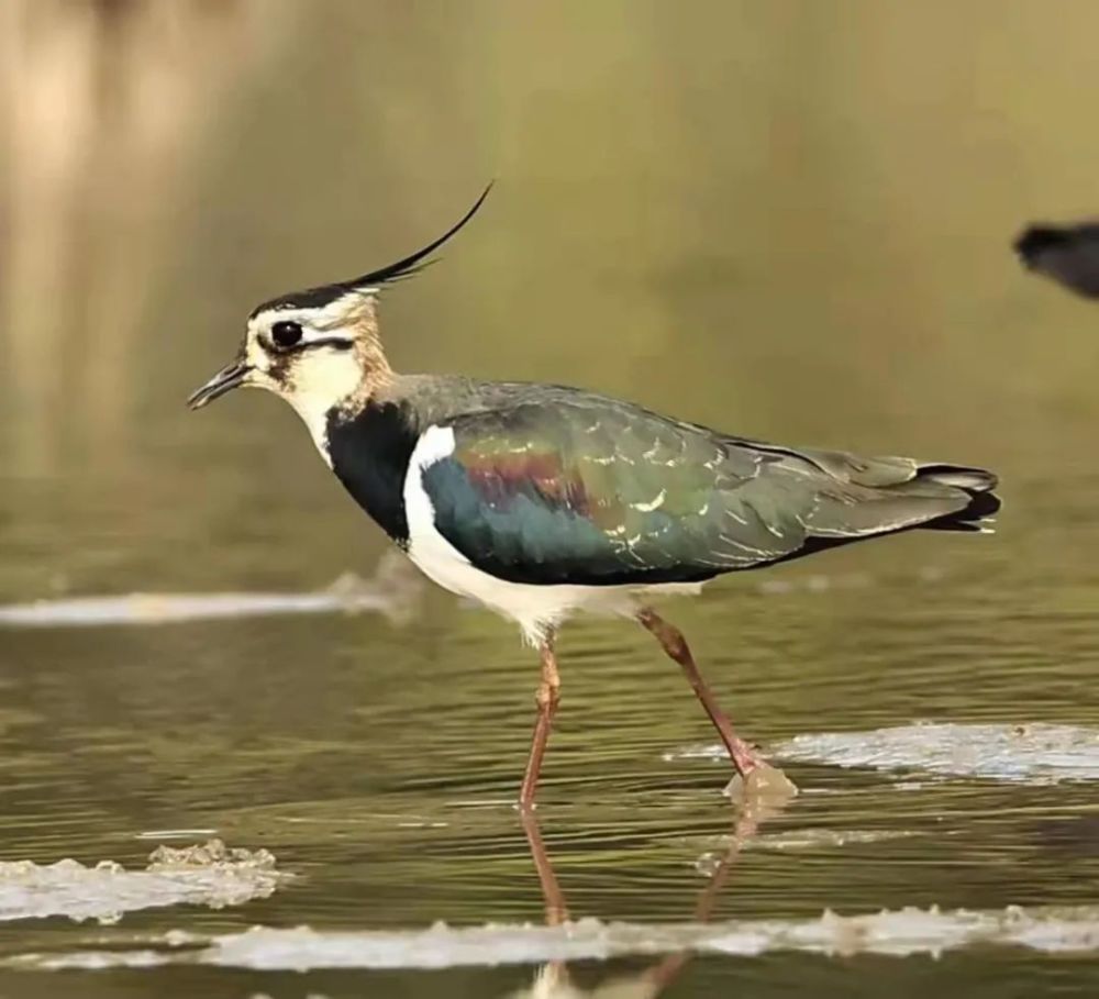 漂亮珍稀凤头麦鸡成群现身阳东