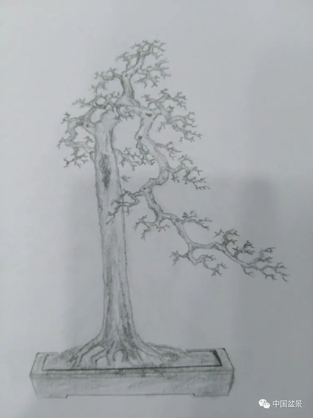 盆景设计图100例