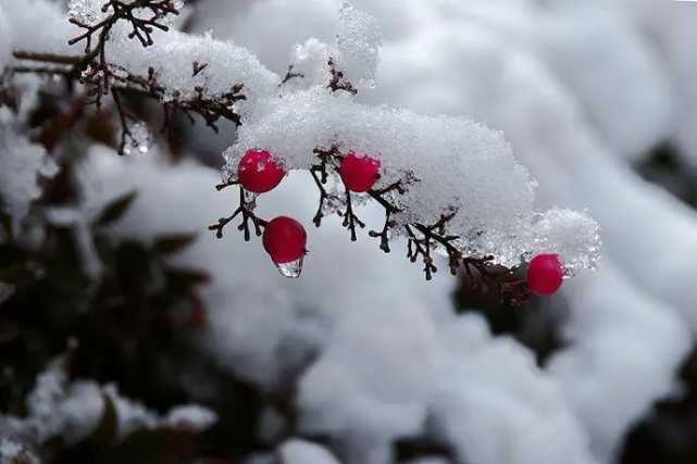 武振国的散文冬雪姗姗来迟