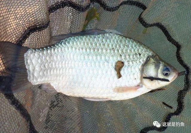 从日本远道而来的鲫鱼大阪鲫