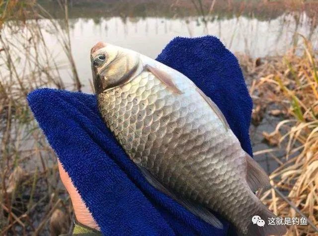 从日本远道而来的鲫鱼大阪鲫