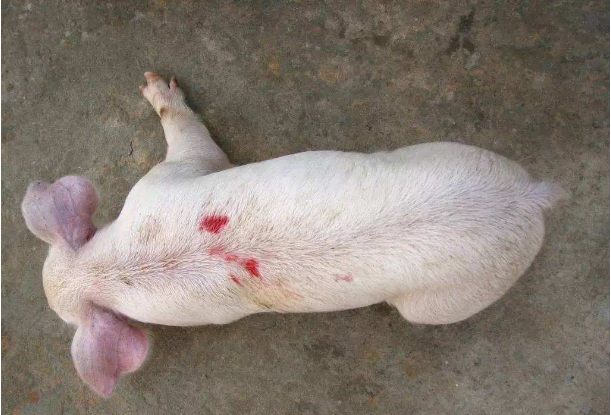 猪的耳朵发紫有可能是什么病猪的耳朵发紫是怎么回事