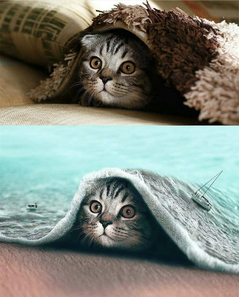 脑洞大开的动物与p图的结合虽然是三次元却ps出了二次元的感觉