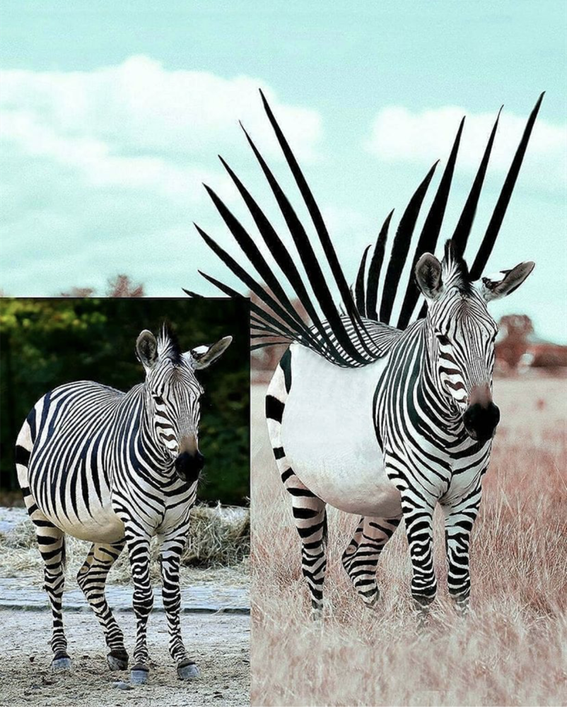 脑洞大开的动物与p图的结合,虽然是三次元却ps出了