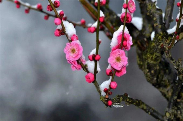 于是腊日,出现了很多寻梅看梅感知梅花的古诗,寄托人们或深沉或明丽的