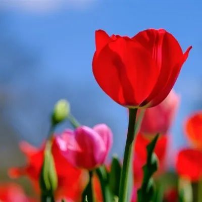 花的图片头像(牧丹花的图片头像)