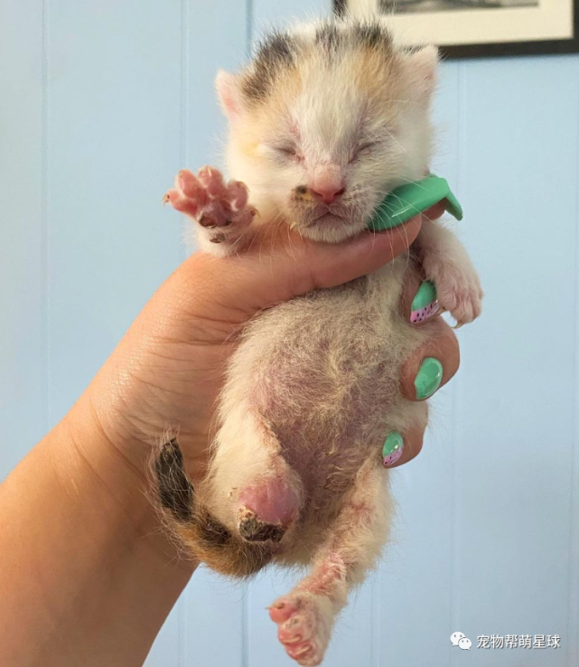 美国佛罗里达州的一名网友,在自己的院子里发现了一只小奶猫,它似乎