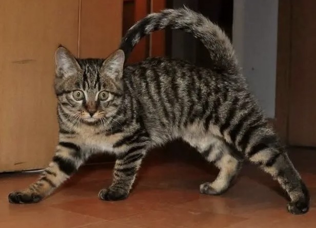 万万没想到狸花猫最讨厌这几类人你在其中吗