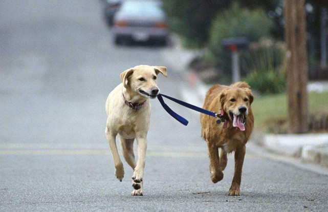 养狗是修行,也是渡劫,优秀铲屎官必须具备的5项意识