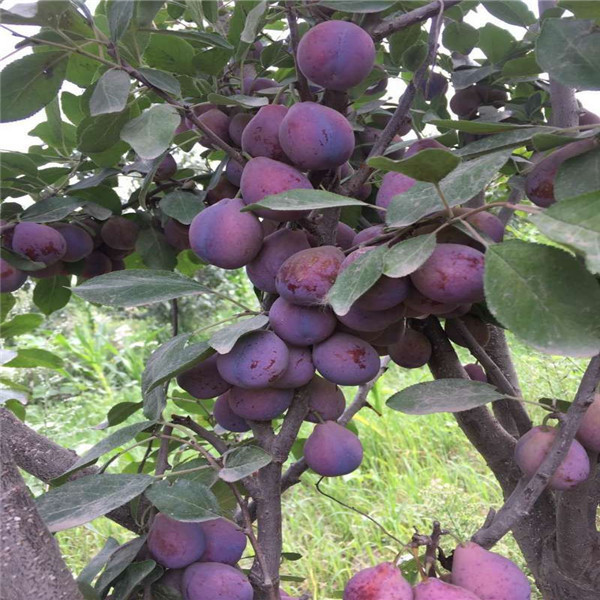 西梅樹苗栽植的技術要求西梅樹苗品種花期管理