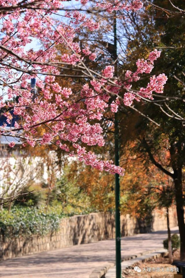 大理團山公園,旅拍櫻花紀實!(附美圖)