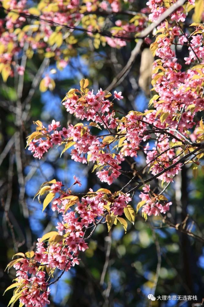 大理團山公園旅拍櫻花紀實附美圖