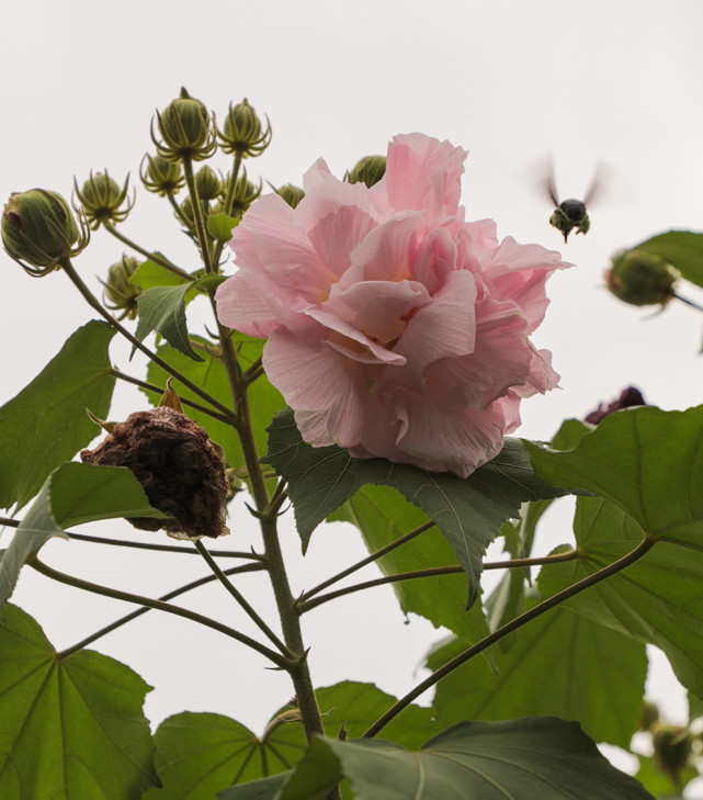 善变女神繁花怒放广州木芙蓉进入全年盛花期