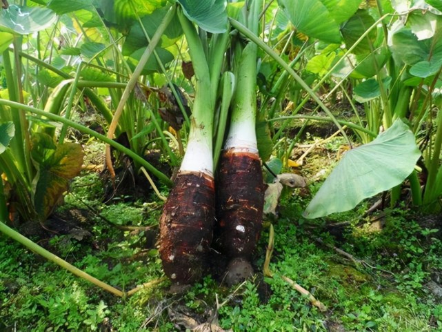 印度恒河水浇灌的芋头重达100斤,若引进中国你敢吃吗?