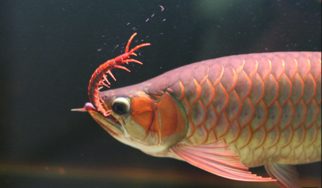 钓友意外钓起五斤大龙鱼,大爷抢着要,网友:起码过万