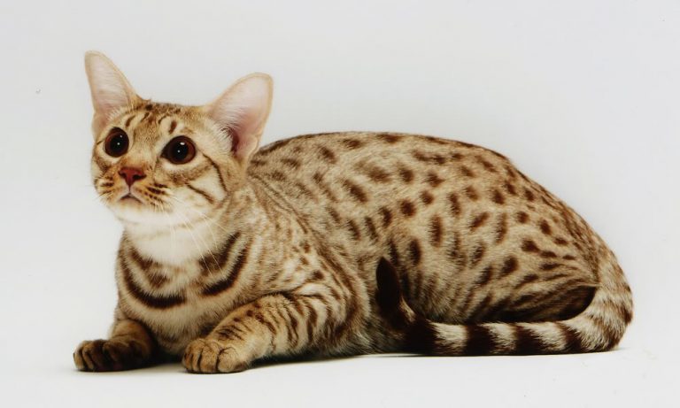 奥西猫喜欢玩抓咬游戏怎么办