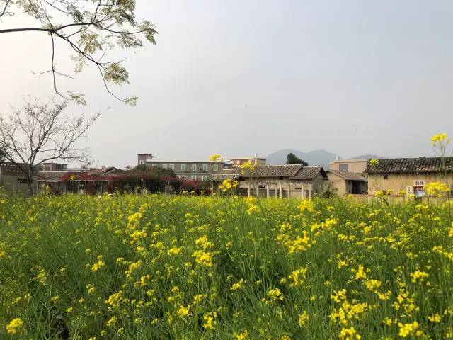 冬风吹过花海,尽是阳光的味道.