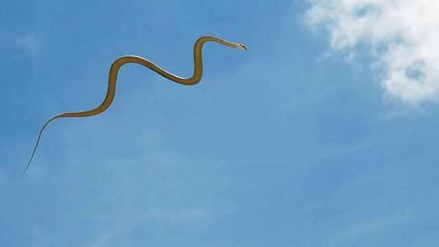 没翅膀却会飞研究员发现金花蛇秘籍其掌握空气动力学