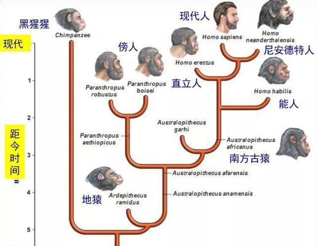 但在這些物種的進化過程中,正是因為