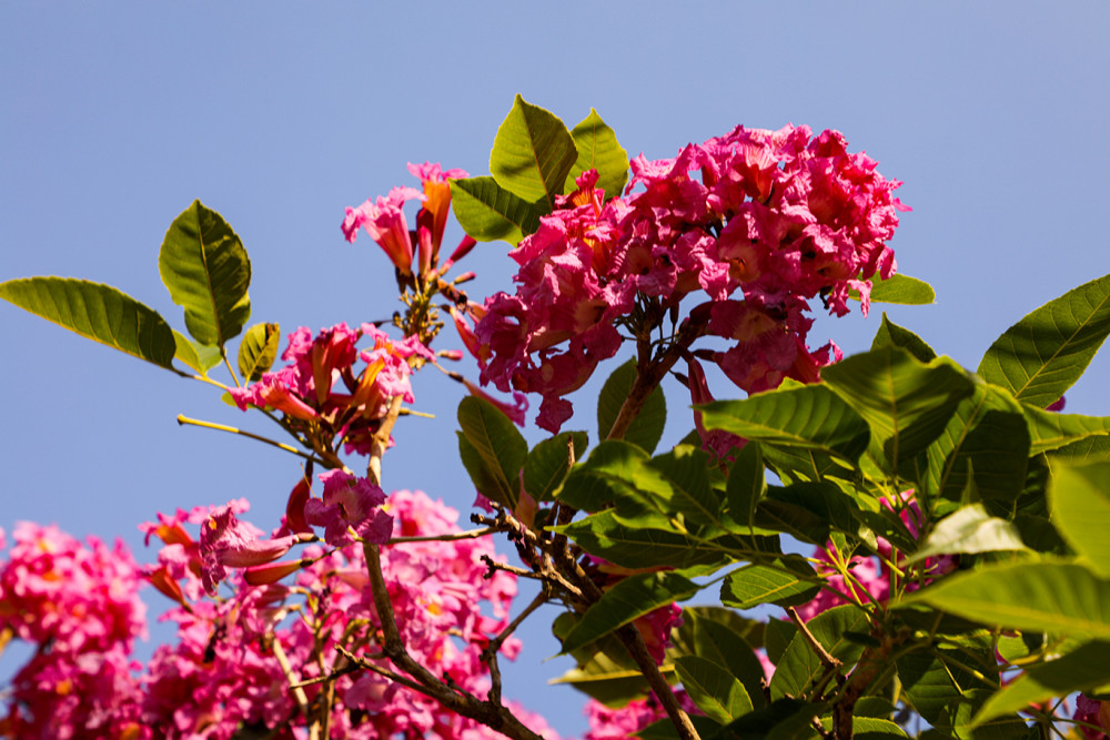 紫花风铃木的花期颇长,总体的盛花期在12月至次年2月都可观赏到.