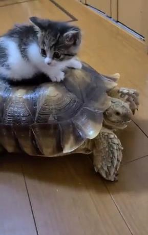 小猫直接把乌龟当成计程车,坐在背上缓缓移动参观新家!|小猫|乌龟|rik