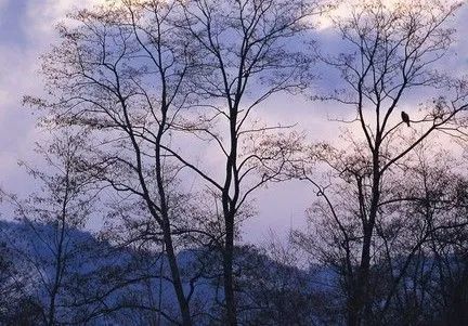 露出清冷的面孔枯枝靠近垂煙取暖不再登高望遠太陽懶得活動筋骨已抵達