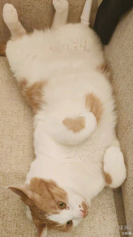杨幂的猫咪比心简直太萌了瞬间爱意满满