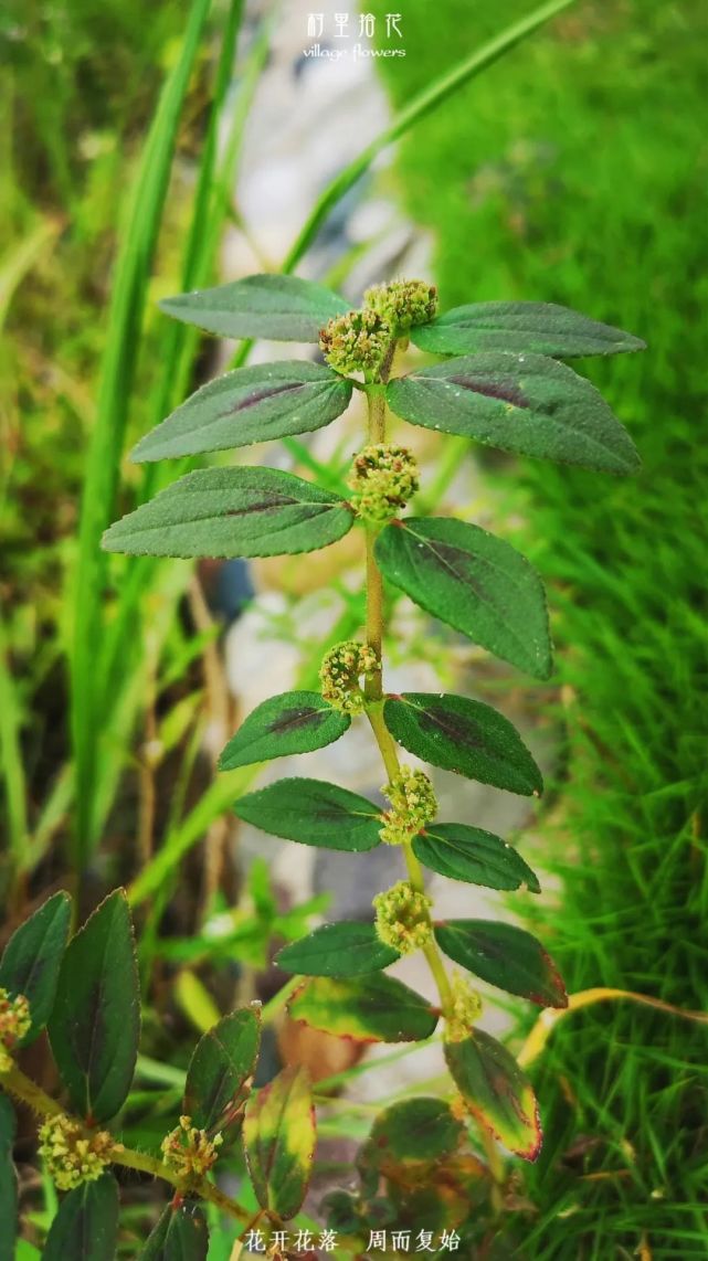 "飞扬草"一天认识一种植物!