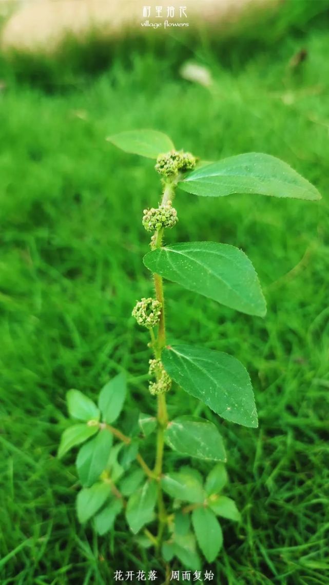 飛揚草一天認識一種植物