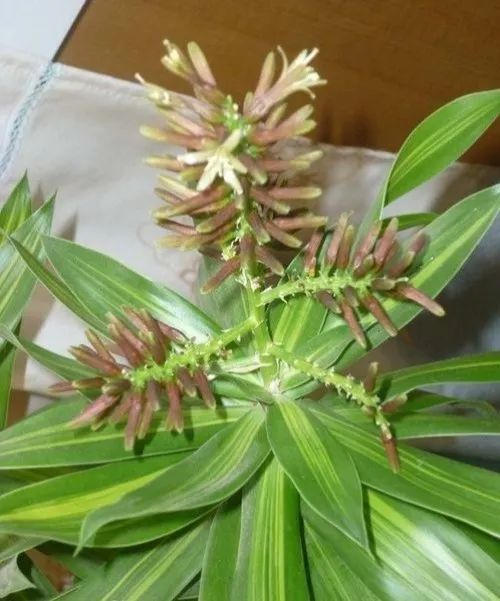 每日植物百年好合竹报平安百合竹