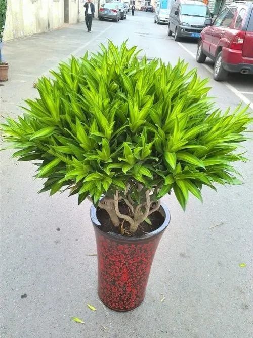 每日植物百年好合竹报平安百合竹