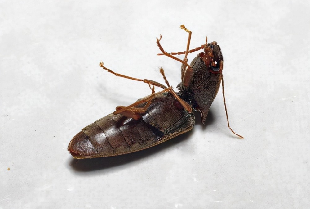 磕头虫肚皮朝天起跳，空翻20次，加速度超过航天飞机最快加速度38倍，但是不能控制落地正反面_腾讯新闻