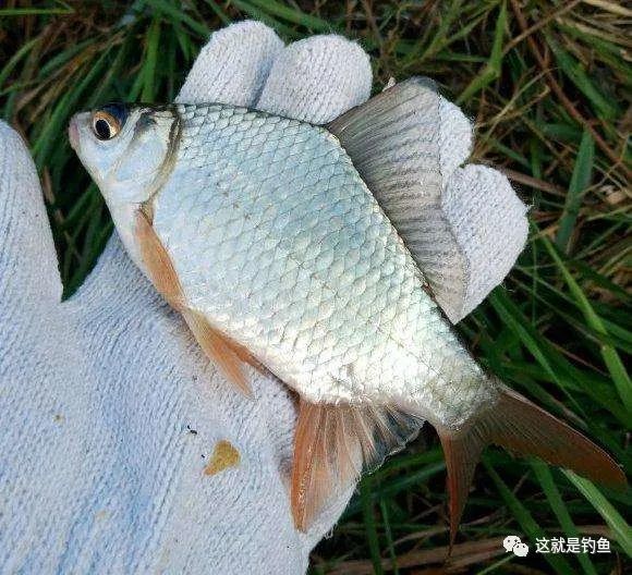 自带两根小胡子的鲫鱼—须鲫