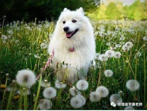 肖狗人 22壬寅 总体运势走向 腾讯新闻