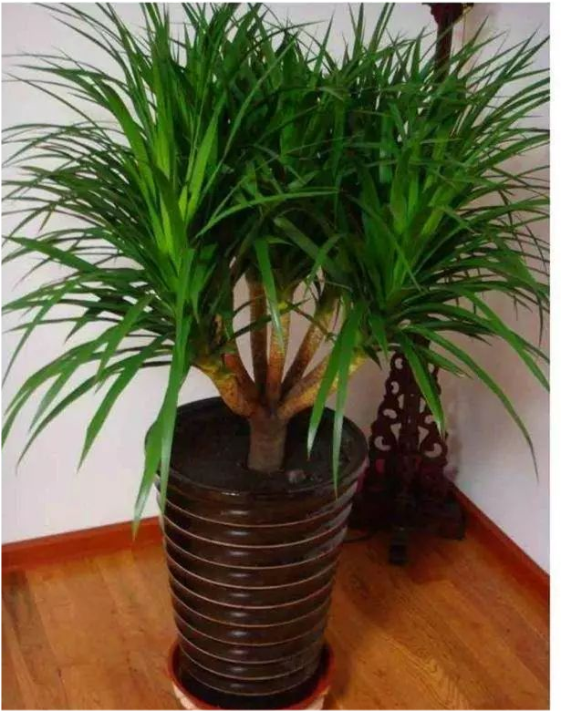 六种镇宅又旺财的植物